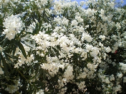 Flowering Oleander lines the park