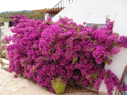 Our bougainvillea!
