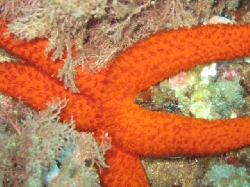 Diving opportunities!