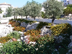 Garden terracing with five olive trees