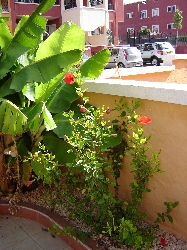Maturing garden