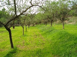 almond orchard in spring