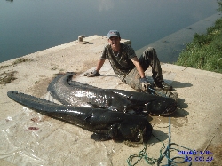catfish from the River Ebro