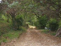 drive to the house