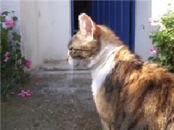 friend of the flat