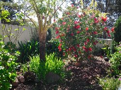 Front garden