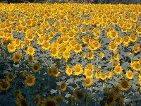 Sunflower fields of Le Marche