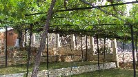 Vine