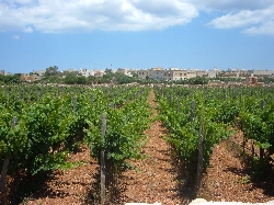 vineyards