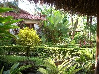 Tropical Gardens