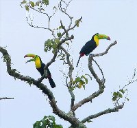 Toucans at the resort