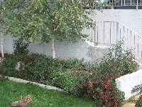Exterior - Garden
