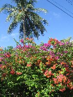 tropical gardens