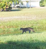Bobcat crosses the rear garden