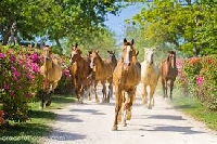 Horses passing villa