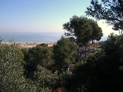 Local View