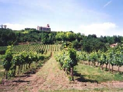 View Of Ancient Church & Vineyard