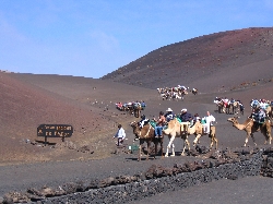 Camel Rides in Timanfaya National Park