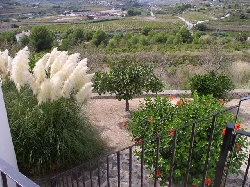 View over vineyards