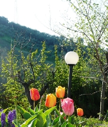 Garden of Le Galelle