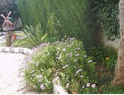 Piece of the garden