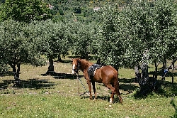horseriding on Anita or Aster
