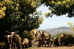 our flock of typical Bordeleira sheep