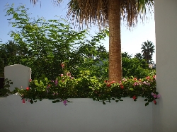 Terrace Planter & view