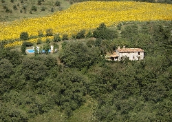 The villa, pool, olive grove, sunflowers
