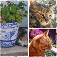 Our 3 Pet Cats-in-Residence