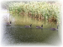 Canadian geese on the lake