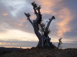 Olive tree