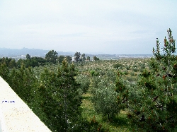 olive groves