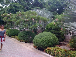 garden