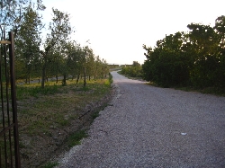entrance road to podere ampella