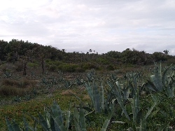 SAND DUNES NEARBY