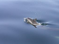 A dolphin not far off the coast