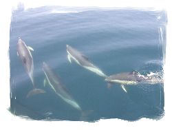 More dolphins