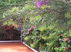 Side terrace