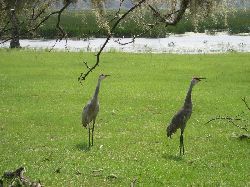 Some of the wild life seen from the pool