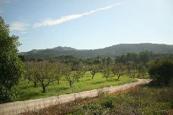 Almond trees on scenic approach to house
