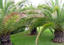 VILLA GROUNDS