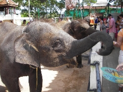Feed the elephants at Phuket Zoo