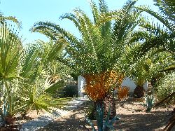 tropical garden