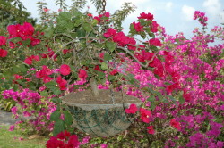Hanging baskets for the humming birds