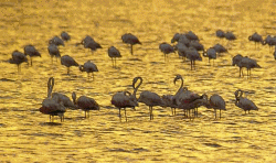 Flamingoes on Salinas - 15 minutes drive