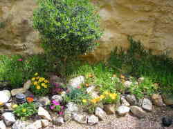 Back Garden