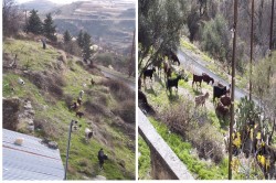 View of neighbours from balcony