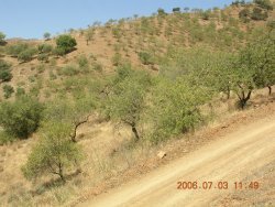 Surrounded by olive and almond trees