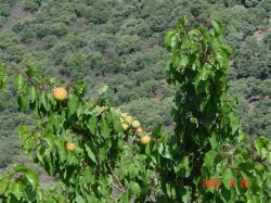 Fruit trees
